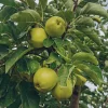Granny Smith Apple Tree – Live Plant, Green Fruit, 3-4 Ft Tall, 5 gal Pot - Image 1
