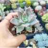 Graptopetalum Paraguayense Blue Haze Succulent Live Plant - 2 Inch, Indoor/Outdoor - Image 1