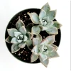 Graptopetalum Paraguayense Mother of Pearl Succulent Live Plant 2 Inch Graptopetalum Paraguayense Mother of Pearl Succulent Live Plant 2 Inch - Image 1