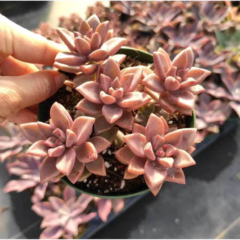 Graptosedum Alpenglow Succulent Live Plant 2 Inch - Indoor/Outdoor Decor Graptosedum Alpenglow Succulent Live Plant 2 Inch - Indoor/Outdoor Decor - Image 2
