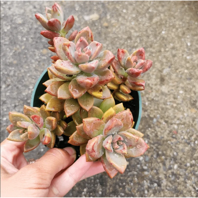 Graptosedum Alpenglow Succulent Live Plant 2 Inch - Indoor/Outdoor Decor Graptosedum Alpenglow Succulent Live Plant 2 Inch - Indoor/Outdoor Decor - Image 3
