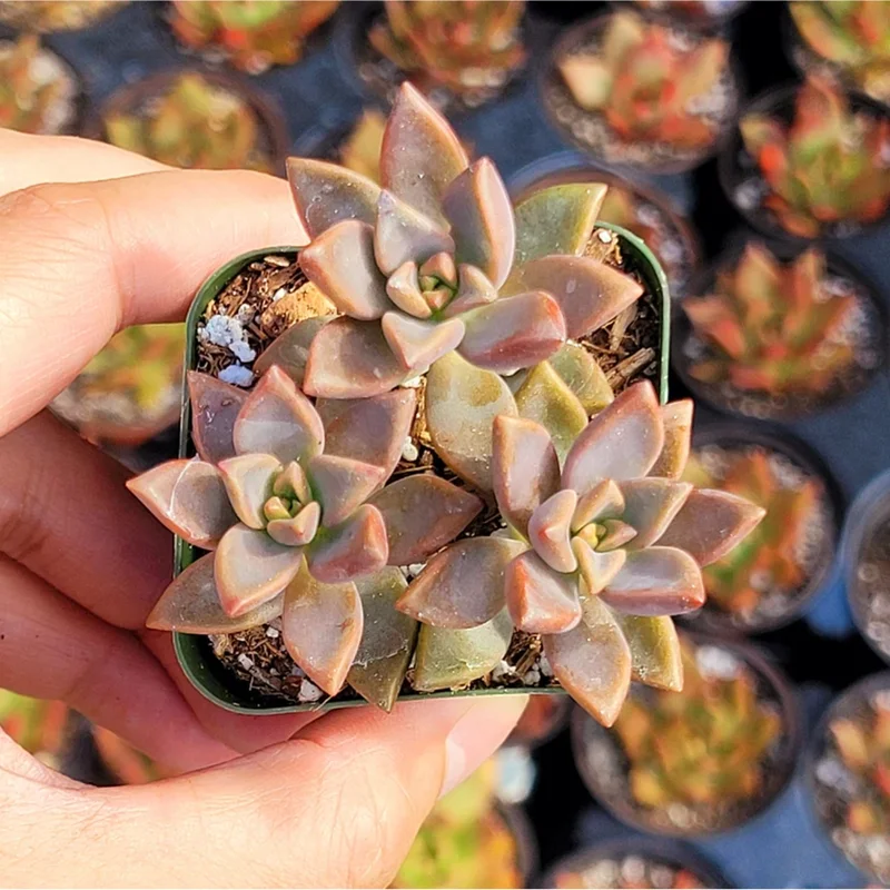 Graptosedum Alpenglow Succulent Live Plant 2 Inch - Indoor/Outdoor Decor Graptosedum Alpenglow Succulent Live Plant 2 Inch - Indoor/Outdoor Decor - Image 4