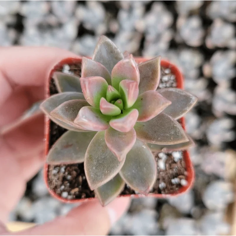Graptosedum Alpenglow Succulent Live Plant 2 Inch - Indoor/Outdoor Decor Graptosedum Alpenglow Succulent Live Plant 2 Inch - Indoor/Outdoor Decor - Image 5
