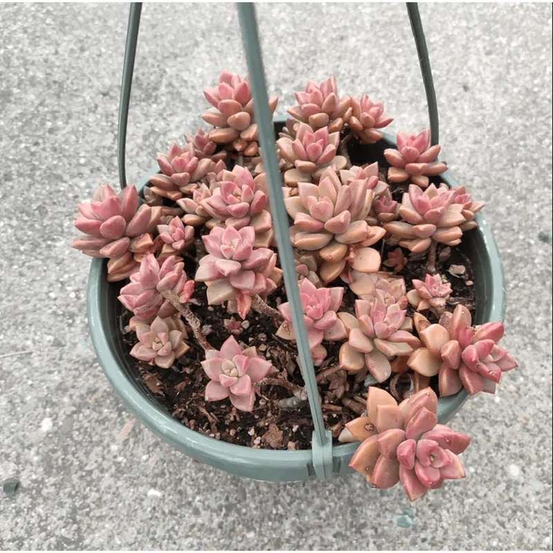Graptosedum Alpenglow Succulent Live Plant 2 Inch - Indoor/Outdoor Decor Graptosedum Alpenglow Succulent Live Plant 2 Inch - Indoor/Outdoor Decor - Image 6