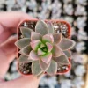 Graptosedum Alpenglow Succulent Live Plant 2 Inch - Indoor/Outdoor Decor Graptosedum Alpenglow Succulent Live Plant 2 Inch - Indoor/Outdoor Decor - Image 1