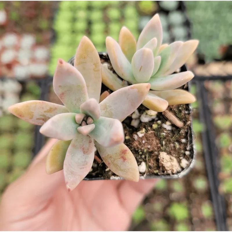 Graptosedum 'Francesco Baldi' Succulent Live Plant - 2 Inch Pot - Image 2