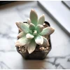 Graptosedum 'Francesco Baldi' Succulent Live Plant - 2 Inch Pot - Image 1