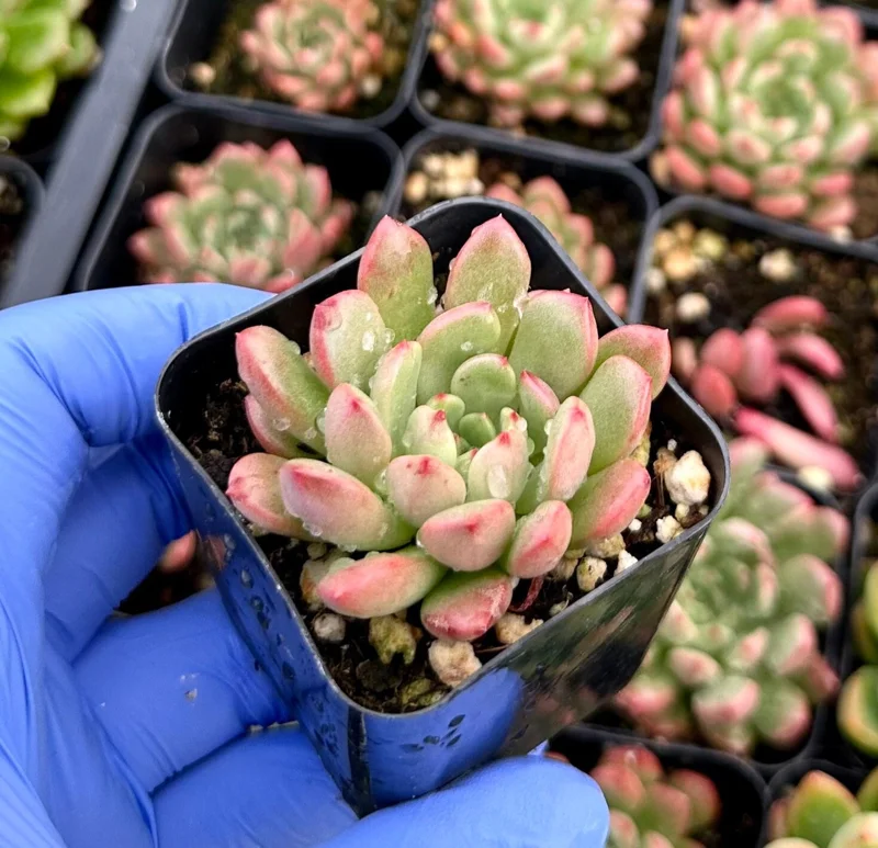 Graptoveria Bashful Succulent Live Plant – 2 Inch Pot – Pink Blushing Rosettes – Indoor/Outdoor Graptoveria Bashful Succulent Live Plant – 2 Inch Pot – Pink Blushing Rosettes – Indoor/Outdoor - Image 2
