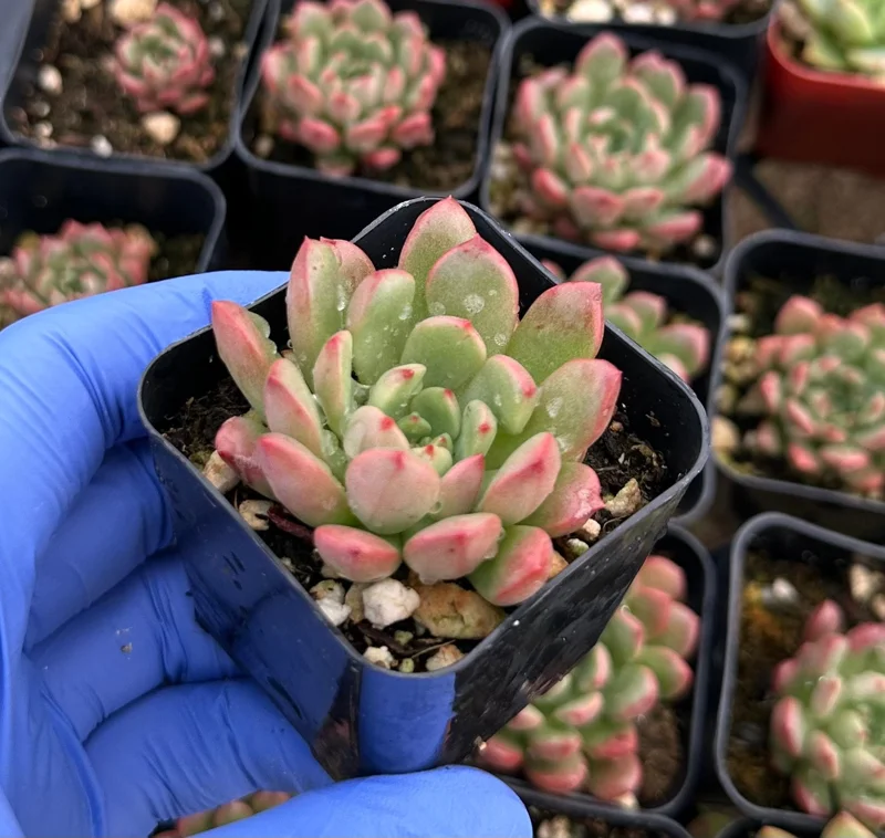 Graptoveria Bashful Succulent Live Plant – 2 Inch Pot – Pink Blushing Rosettes – Indoor/Outdoor Graptoveria Bashful Succulent Live Plant – 2 Inch Pot – Pink Blushing Rosettes – Indoor/Outdoor - Image 3