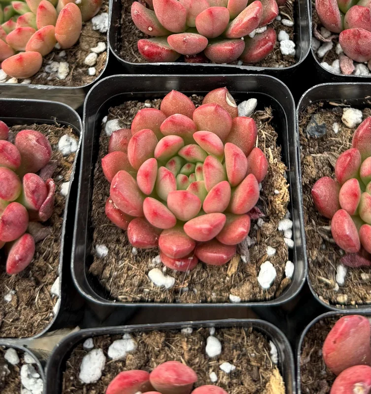 Graptoveria Bashful Succulent Live Plant – 2 Inch Pot – Pink Blushing Rosettes – Indoor/Outdoor Graptoveria Bashful Succulent Live Plant – 2 Inch Pot – Pink Blushing Rosettes – Indoor/Outdoor - Image 1