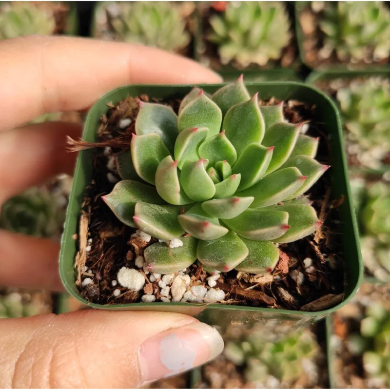Graptoveria Olivia Succulent Live Plant - 2 Inch Pot for Indoor Outdoor Decor Graptoveria Olivia Succulent Live Plant - 2 Inch Pot for Indoor Outdoor Decor - Image 2