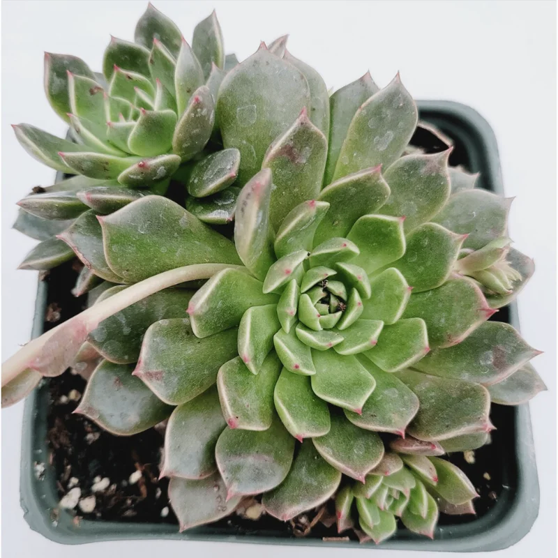 Graptoveria Olivia Succulent Live Plant - 2 Inch Pot for Indoor Outdoor Decor Graptoveria Olivia Succulent Live Plant - 2 Inch Pot for Indoor Outdoor Decor - Image 3