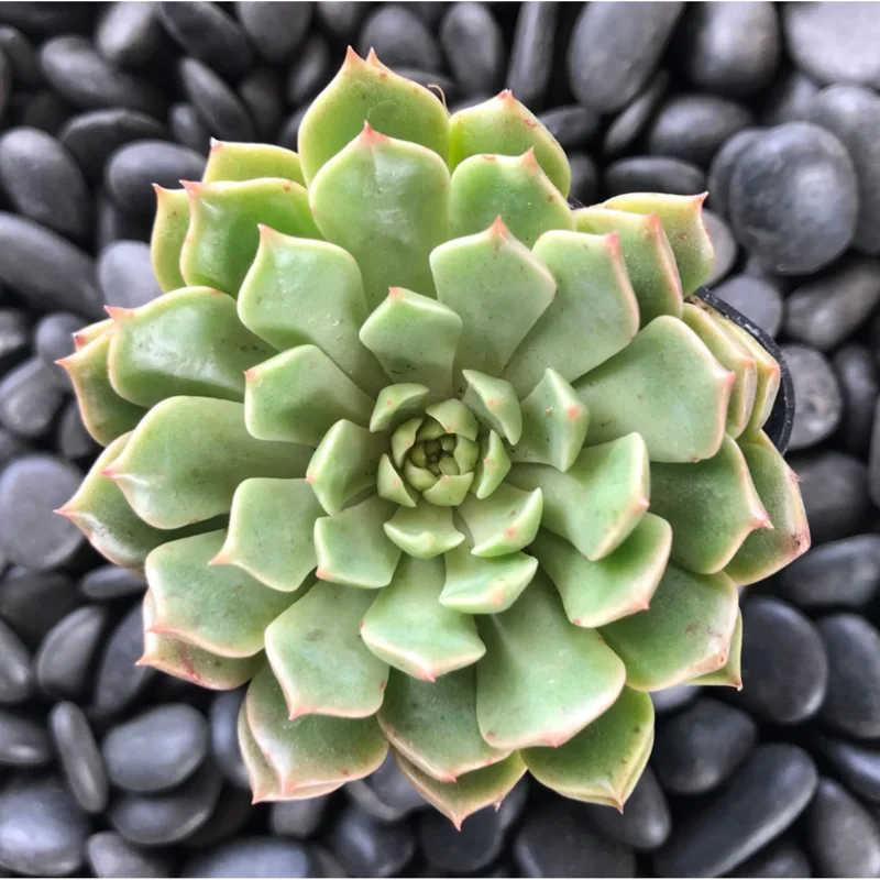 Graptoveria Olivia Succulent Live Plant - 2 Inch Pot for Indoor Outdoor Decor Graptoveria Olivia Succulent Live Plant - 2 Inch Pot for Indoor Outdoor Decor - Image 4