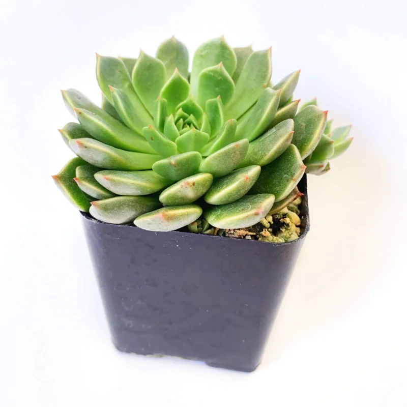 Graptoveria Olivia Succulent Live Plant - 2 Inch Pot for Indoor Outdoor Decor Graptoveria Olivia Succulent Live Plant - 2 Inch Pot for Indoor Outdoor Decor - Image 5