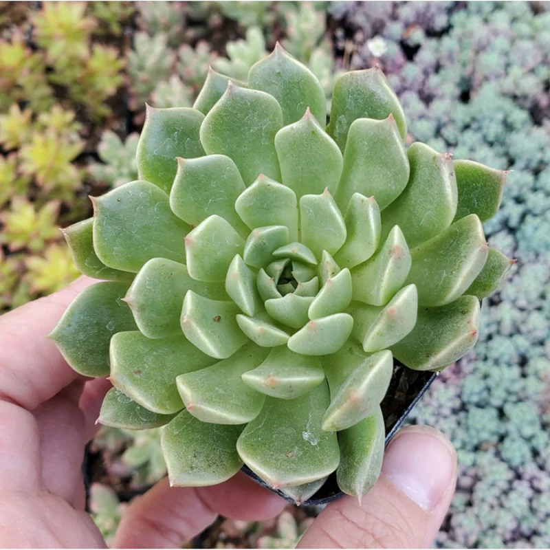 Graptoveria Olivia Succulent Live Plant - 2 Inch Pot for Indoor Outdoor Decor Graptoveria Olivia Succulent Live Plant - 2 Inch Pot for Indoor Outdoor Decor - Image 6