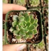 Graptoveria Olivia Succulent Live Plant - 2 Inch Pot for Indoor Outdoor Decor - Image 1