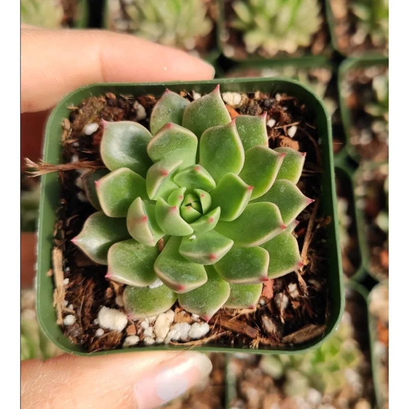 Graptoveria Olivia Succulent Live Plant - 2 Inch Pot for Indoor Outdoor Decor Graptoveria Olivia Succulent Live Plant - 2 Inch Pot for Indoor Outdoor Decor - Image 1