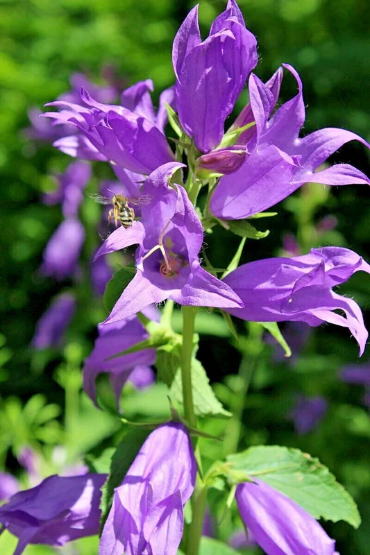 Great Bellflower Seeds (Campanula Latifolia) - 203 Lavender-Blue Perennial Flower Seeds - Image 2