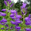 Great Bellflower Seeds (Campanula Latifolia) - 203 Lavender-Blue Perennial Flower Seeds - Image 1