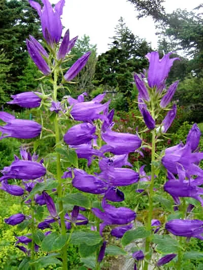 Great Bellflower Seeds (Campanula Latifolia) - 203 Lavender-Blue Perennial Flower Seeds - Image 1