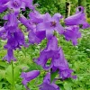 Great Bellflower Seeds - Campanula Latifolia, Lavender-Blue, 213 Seeds, Perennial Outdoor Flower - Image 1