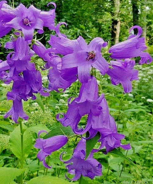 Great Bellflower Seeds - Campanula Latifolia, Lavender-Blue, 213 Seeds, Perennial Outdoor Flower - Image 1