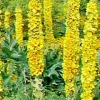 Great Mullein Seeds (Verbascum Thapsus) - Bulk 1000 Seed Pack - Hardy 6-10' Tall Outdoor - Image 1
