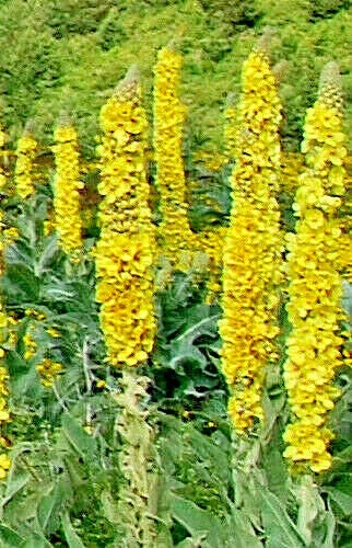 Great Mullein Seeds (Verbascum Thapsus) - Bulk 1000 Seed Pack - Hardy 6-10' Tall Outdoor - Image 1