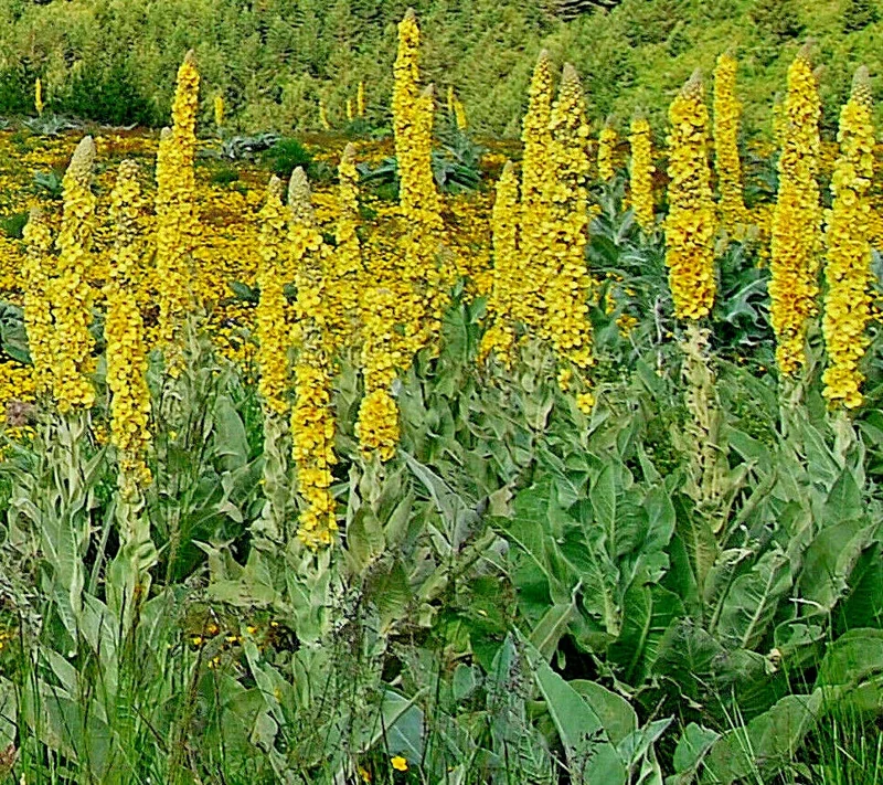 Great Mullein Seeds (Verbascum Thapsus) - Bulk 1000 Seed Pack - Hardy 6-10' Tall Outdoor - Image 2