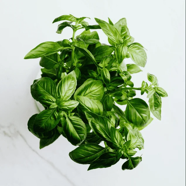 Greek Basil Live Starter Plants - 3 Pack, 4-8 Inch Tall, Globe Herb for Cooking & Patio Greek Basil Live Starter Plants - 3 Pack, 4-8 Inch Tall, Globe Herb for Cooking & Patio - Image 2
