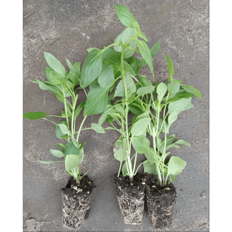 Greek Basil Live Starter Plants - 3 Pack, 4-8 Inch Tall, Globe Herb for Cooking & Patio Greek Basil Live Starter Plants - 3 Pack, 4-8 Inch Tall, Globe Herb for Cooking & Patio - Image 3