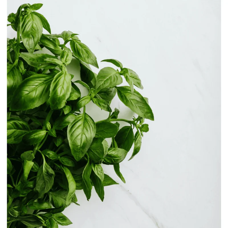 Greek Basil Live Starter Plants - 3 Pack, 4-8 Inch Tall, Globe Herb for Cooking & Patio Greek Basil Live Starter Plants - 3 Pack, 4-8 Inch Tall, Globe Herb for Cooking & Patio - Image 4