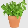Greek Basil Live Starter Plants - 3 Pack, 4-8 Inch Tall, Globe Herb for Cooking & Patio Greek Basil Live Starter Plants - 3 Pack, 4-8 Inch Tall, Globe Herb for Cooking & Patio - Image 1