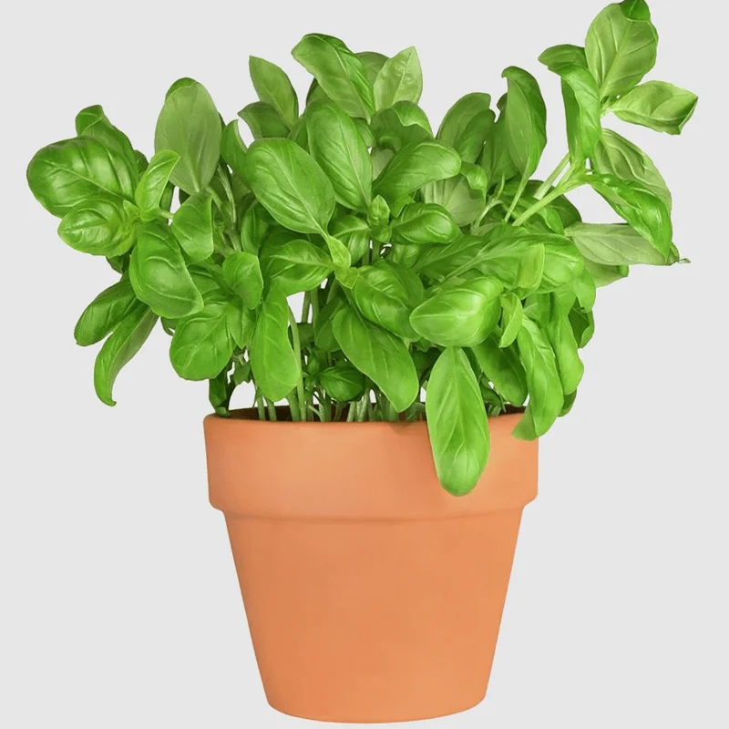 Greek Basil Live Starter Plants - 3 Pack, 4-8 Inch Tall, Globe Herb for Cooking & Patio Greek Basil Live Starter Plants - 3 Pack, 4-8 Inch Tall, Globe Herb for Cooking & Patio - Image 1