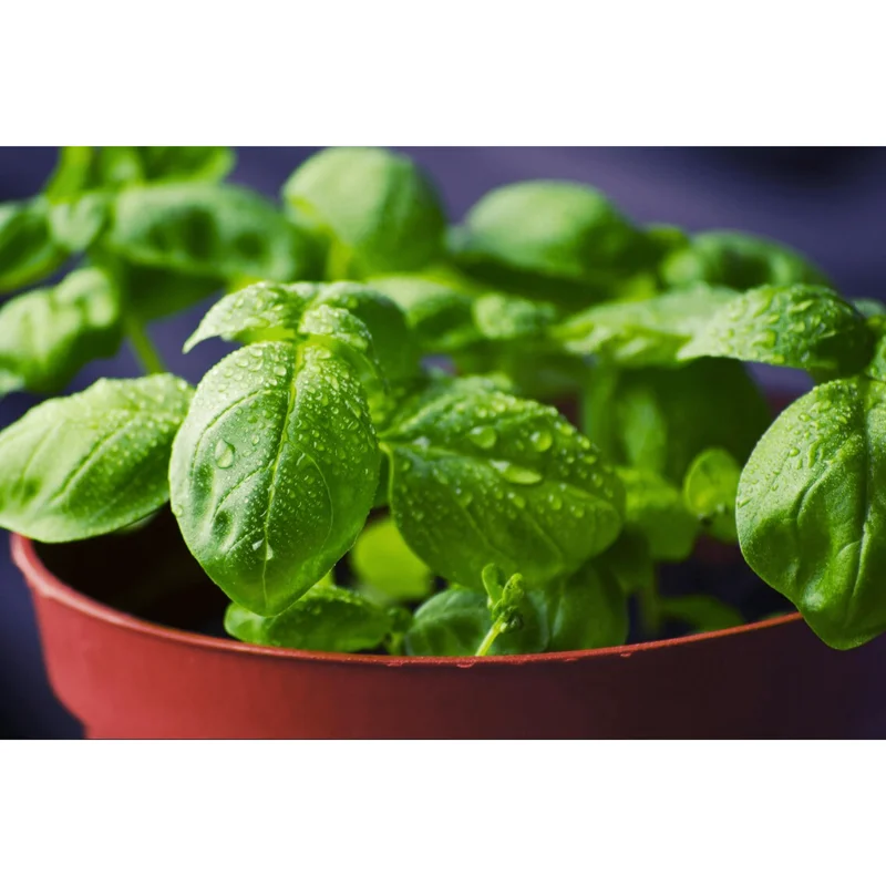 Greek Basil Live Starter Plants - 3 Pack, 4-8 Inch Tall, Globe Herb for Cooking & Patio Greek Basil Live Starter Plants - 3 Pack, 4-8 Inch Tall, Globe Herb for Cooking & Patio - Image 6