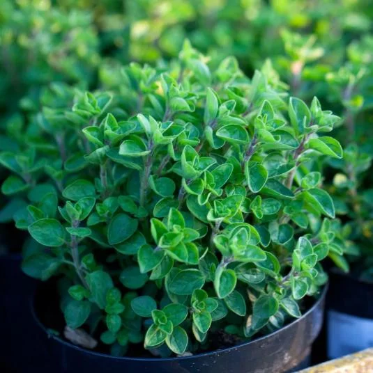 Greek Oregano Live Plant - Fragrant Perennial Herb for Outdoor Garden, 4-6 Inch Tall Greek Oregano Live Plant - Fragrant Perennial Herb for Outdoor Garden, 4-6 Inch Tall - Image 2