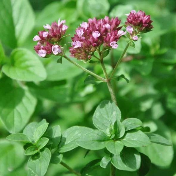 Greek Oregano Live Plant - Fragrant Perennial Herb for Outdoor Garden, 4-6 Inch Tall Greek Oregano Live Plant - Fragrant Perennial Herb for Outdoor Garden, 4-6 Inch Tall - Image 3