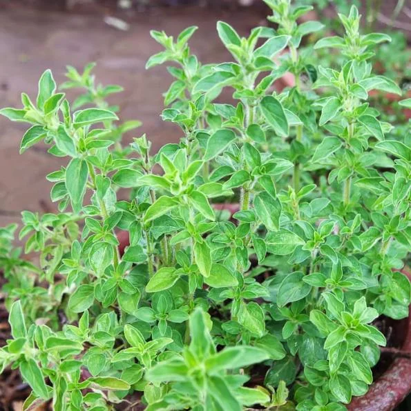 Greek Oregano Live Plant - Fragrant Perennial Herb for Outdoor Garden, 4-6 Inch Tall Greek Oregano Live Plant - Fragrant Perennial Herb for Outdoor Garden, 4-6 Inch Tall - Image 4