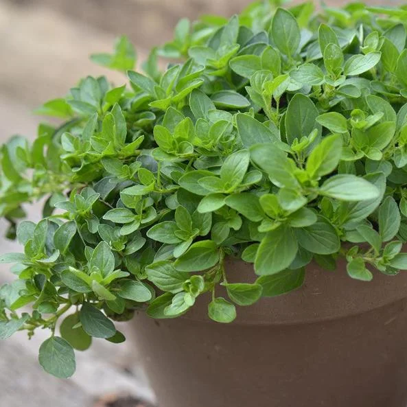 Greek Oregano Live Plant - Fragrant Perennial Herb for Outdoor Garden, 4-6 Inch Tall Greek Oregano Live Plant - Fragrant Perennial Herb for Outdoor Garden, 4-6 Inch Tall - Image 5