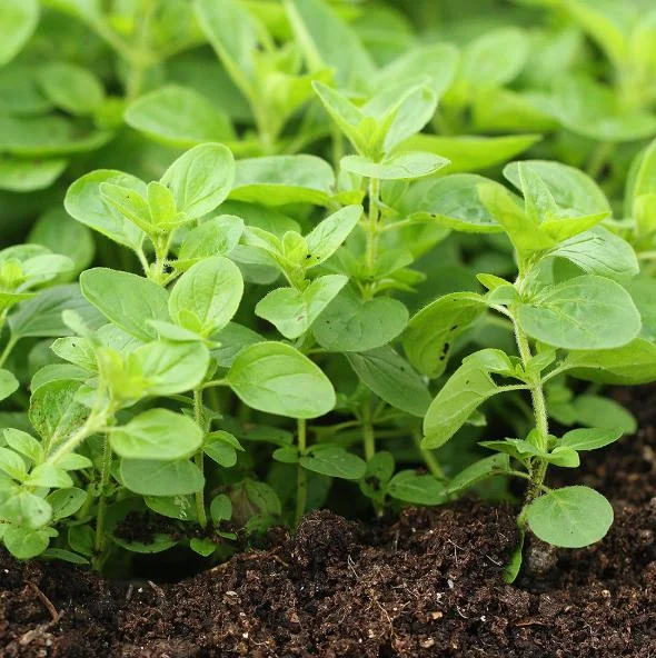 Greek Oregano Live Plant - Fragrant Perennial Herb for Outdoor Garden, 4-6 Inch Tall Greek Oregano Live Plant - Fragrant Perennial Herb for Outdoor Garden, 4-6 Inch Tall - Image 6