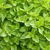 Greek Oregano Live Plant - Fragrant Perennial Herb for Outdoor Garden, 4-6 Inch Tall - Image 1