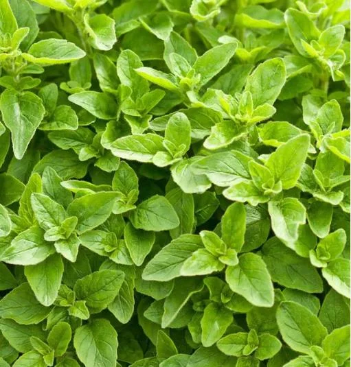 Greek Oregano Live Plant - Fragrant Perennial Herb for Outdoor Garden, 4-6 Inch Tall Greek Oregano Live Plant - Fragrant Perennial Herb for Outdoor Garden, 4-6 Inch Tall - Image 1