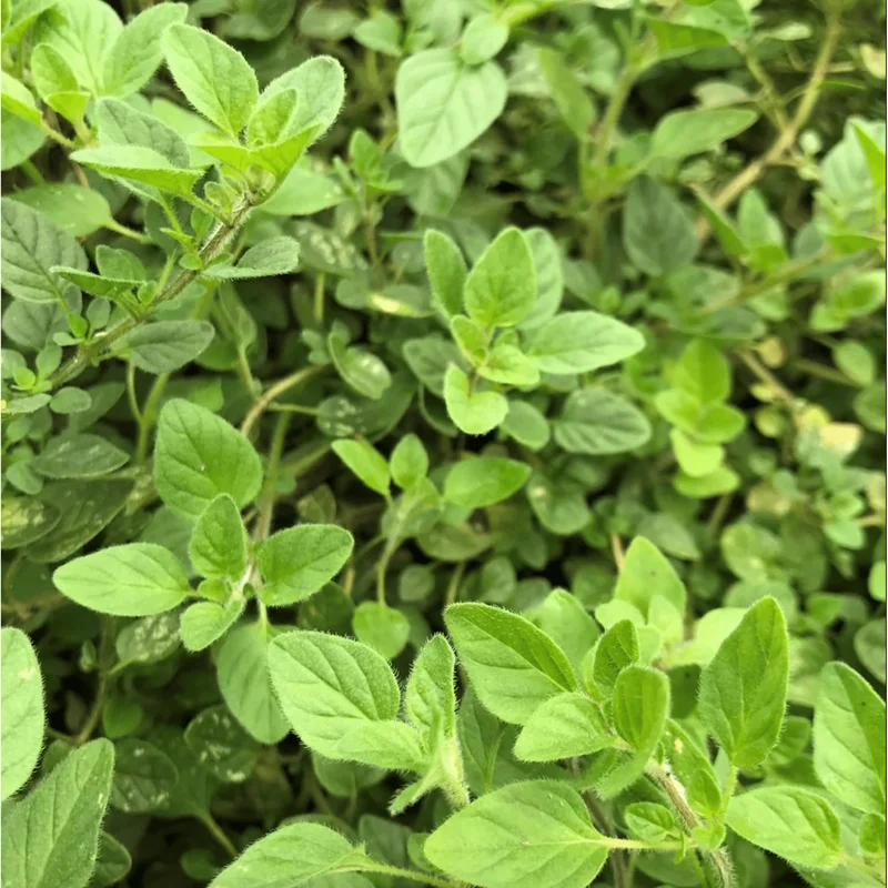 Greek Oregano Live Plants - 3 Pack, Aromatic Herb for Cooking & Tea, 5-8 Inches Tall Greek Oregano Live Plants - 3 Pack, Aromatic Herb for Cooking & Tea, 5-8 Inches Tall - Image 6