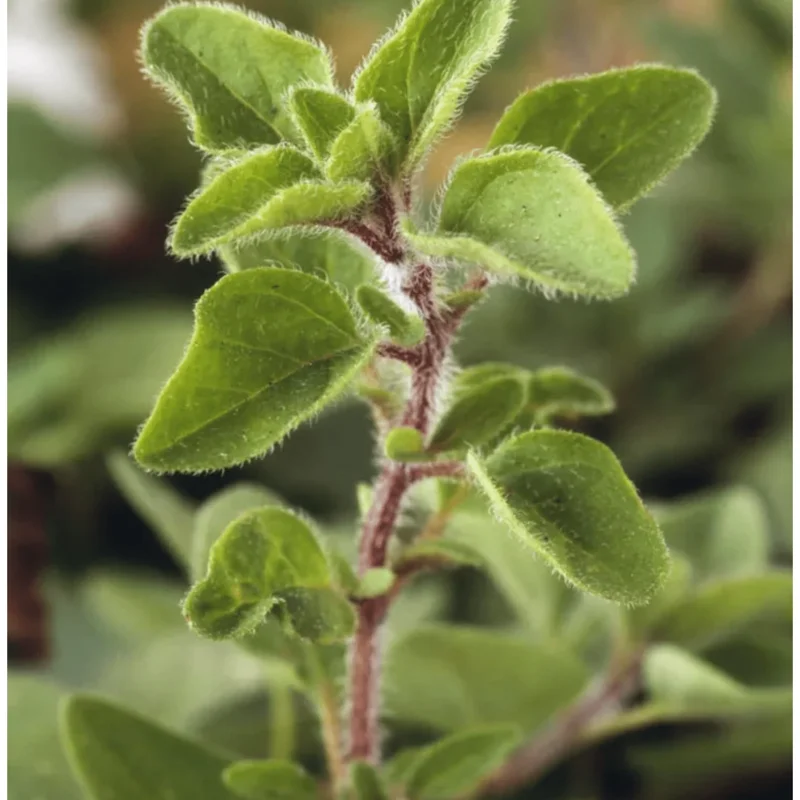 Greek Oregano Live Plants - 3 Pack, Aromatic Herb for Cooking & Tea, 5-8 Inches Tall Greek Oregano Live Plants - 3 Pack, Aromatic Herb for Cooking & Tea, 5-8 Inches Tall - Image 7