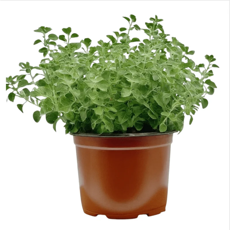 Greek Oregano Live Plants - 3 Pack, Aromatic Herb for Cooking & Tea, 5-8 Inches Tall Greek Oregano Live Plants - 3 Pack, Aromatic Herb for Cooking & Tea, 5-8 Inches Tall - Image 1