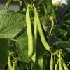 Green Bean Bush Plant Live – Vegetable Seedling – 4 Inch Pot – Outdoor Green Bean Bush Plant Live – Vegetable Seedling – 4 Inch Pot – Outdoor - Image 1