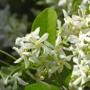 Green Confederate Star Jasmine Live Plant – 5-9” Tall Fragrant Climbing Vine – Indoor & Outdoor Green Confederate Star Jasmine Live Plant – 5-9” Tall Fragrant Climbing Vine – Indoor & Outdoor - Image 1