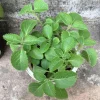 Green Cuban Oregano Plant, 4 Inch Pot Live Edible Herb, Easy Care Houseplant & Garden Herbs - Image 1