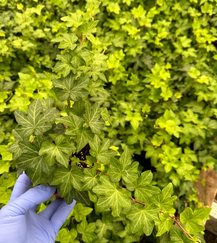 Green English Ivy Live Plant (Hedera helix) - Climbing Trailing Houseplant & Ground Cover Green English Ivy Live Plant (Hedera helix) - Climbing Trailing Houseplant & Ground Cover - Image 2