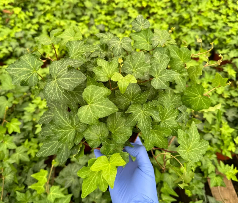 Green English Ivy Live Plant (Hedera helix) - Climbing Trailing Houseplant & Ground Cover Green English Ivy Live Plant (Hedera helix) - Climbing Trailing Houseplant & Ground Cover - Image 1